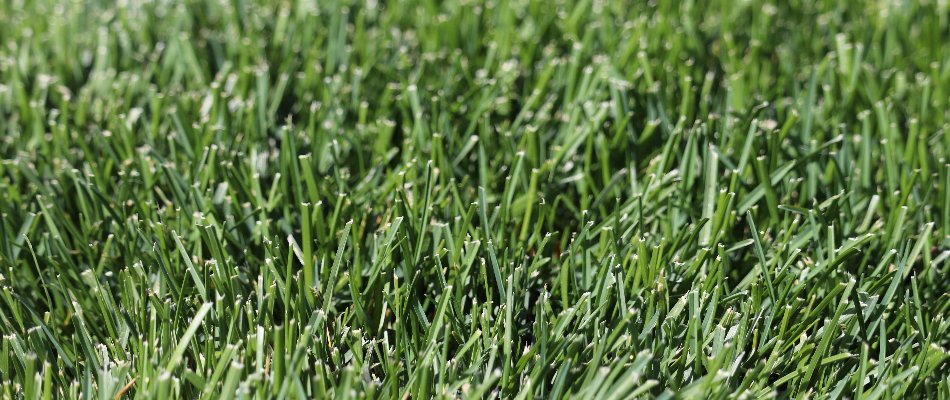 Lush, dense green lawn established through Storm’s hydroseeding service in Mankato, MN.
