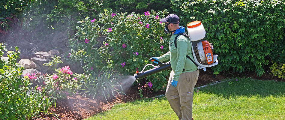 Storm technician applying mosquito treatment with a backpack sprayer in North Mankato, MN.