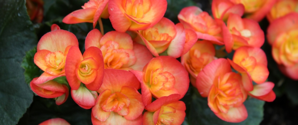 Begonia annual flowers planted in a landscape bed in North Mankato, MN.