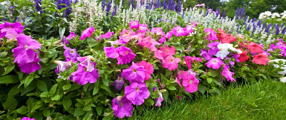 Softscape install with colorful flowers in Mankato, MN.