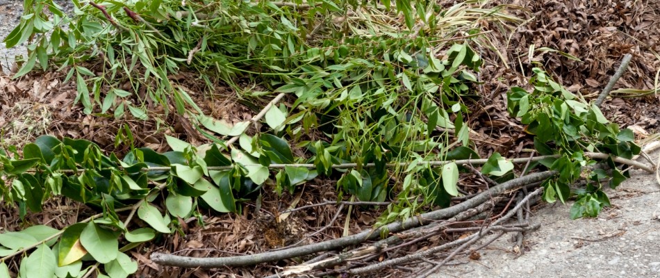 Debris pile from yard cleanup in Mankato, MN.
