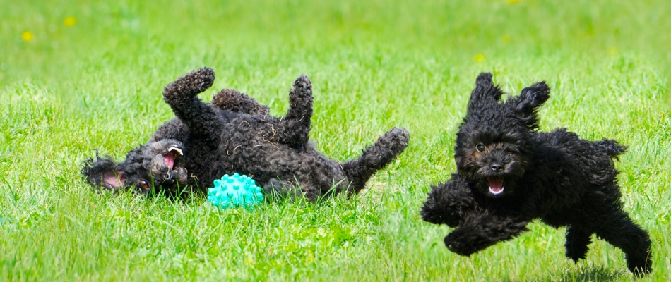 Dogs playing on a safely fertilized lawn in St. Peter, MN.