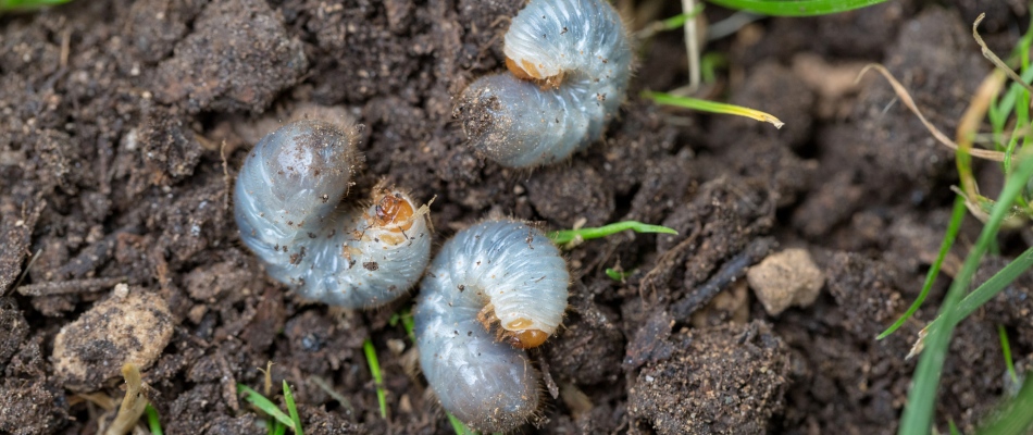 Grub control treatment for lawns in Mankato, MN.
