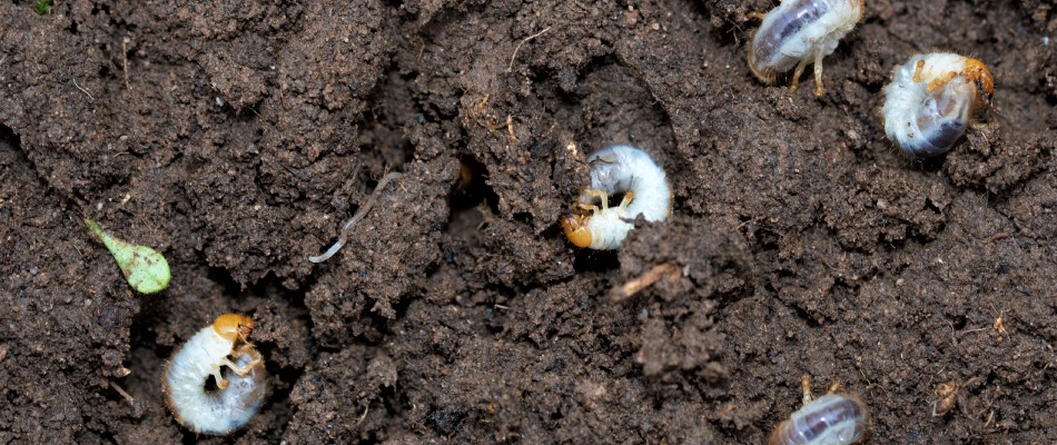 Grubs from Japanese beetle eggs beneath lawn soil in Mankato, MN.