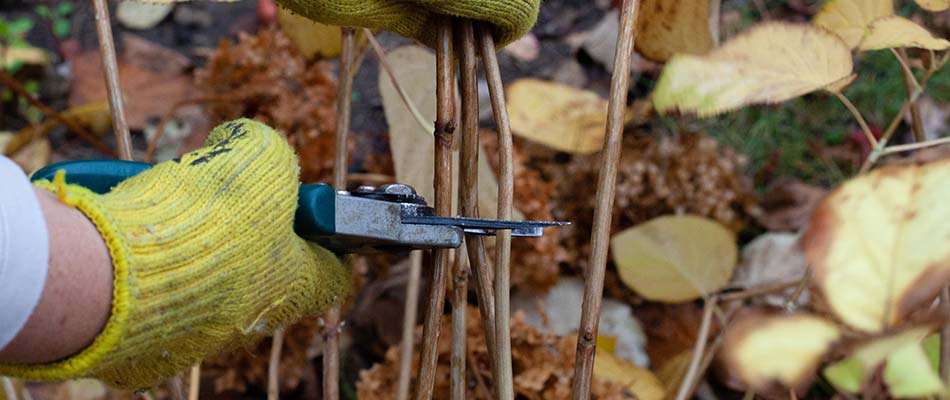 Landscaping expert trimming back dead perennial flowers near Mankato, MN.