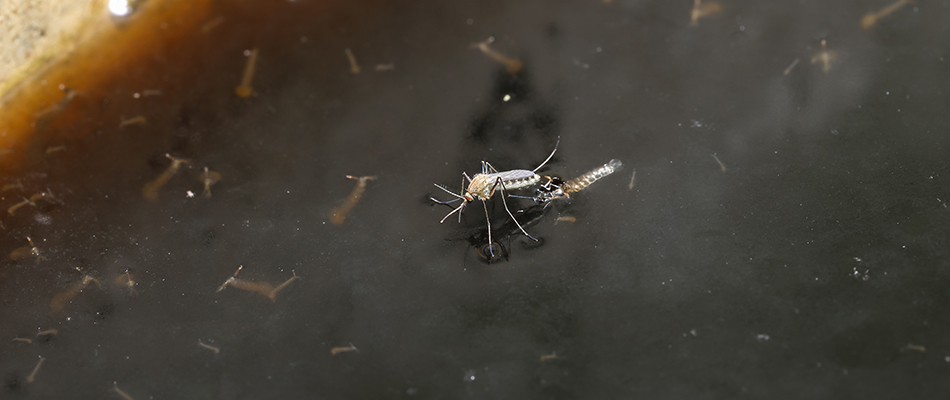 Mosquito standing on stagnant water near a lawn in St. Peter, MN.