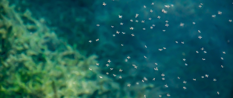 A cluster of mosquitoes hovering above a pond in Mankato, MN.