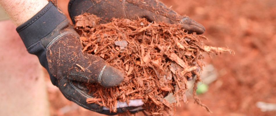Professional applying mulch by hand in a residential landscape bed in St. Peter, MN.
