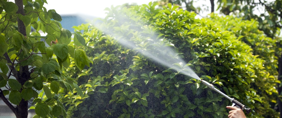 Storm technician applying Japanese beetle treatment on trees and shrubs in St. Peter, MN.