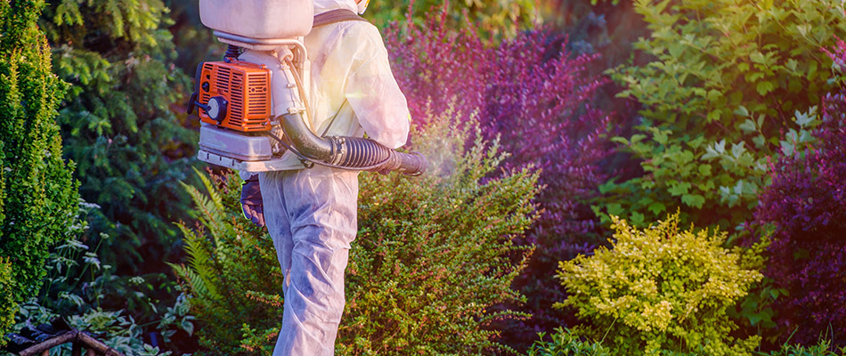 Storm technician spraying flea and tick treatment around a landscape bed in Mankato, MN.