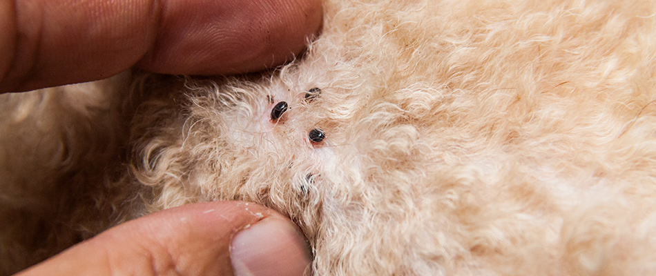 Close-up of a person removing ticks from a dog's fur in North Mankato, MN.