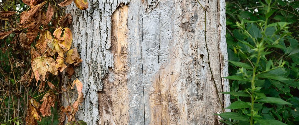 Emerald ash borer damage on a mature ash tree in Mankato, MN.