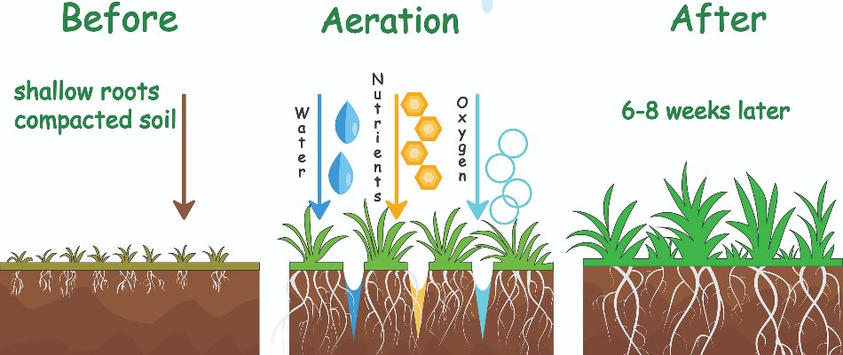 When to Aerate Lawn in Minnesota