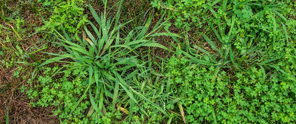 Weeds Growing on Lawn in Minnesota